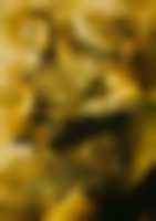 Troja