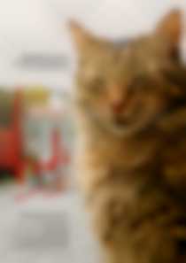 Kedi - sekretne życie kotów - mała sala