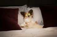 Profil facebookowy Show Dogs Movie
