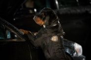 Profil facebookowy Show Dogs Movie