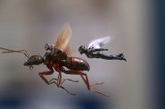 Ant-Man i Osa (3D, dubbing) - kadr 1