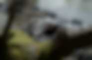 fot. Monolith Films