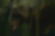 10.000 BC - kadr 4